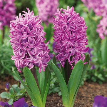 Rózsaszín jácint ‘Purple Pride’ - 4 db/csomag
