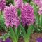 Rózsaszín jácint ‘Purple Pride’ - 4 db/csomag