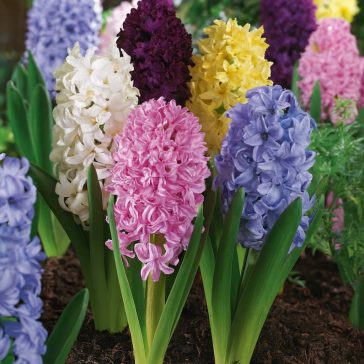 Vegyes színű jácint mix 4 db/csomag