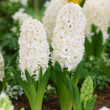   Dupla virágú fehér jácint ‘Snow Crystal’ - 4 db/csomag