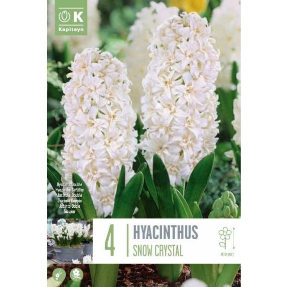 Dupla virágú fehér jácint ‘Snow Crystal’ - 4 db/csomag