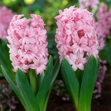 Dupla virágú jácint ‘Spring Beauty’ - 4 db/csomag