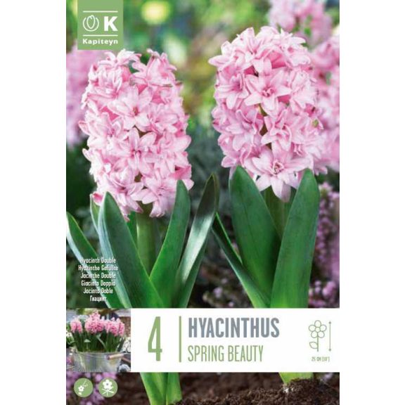 Dupla virágú jácint ‘Spring Beauty’ - 4 db/csomag