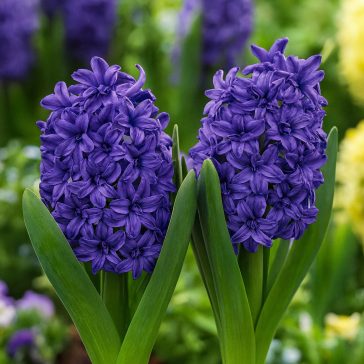 Dupla virágú jácint ‘Manhattan’ - 4 db/csomag