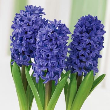 Korai hajtatású jácint ‘Blue Star’ - 3 db/csomag