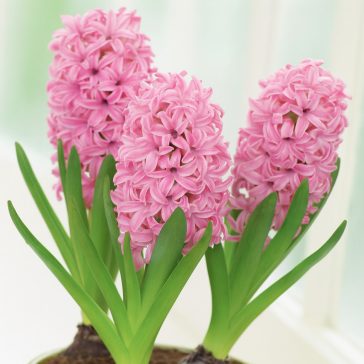 Korai hajtatású jácint ‘Pink Pearl’ - 3 db/csomag