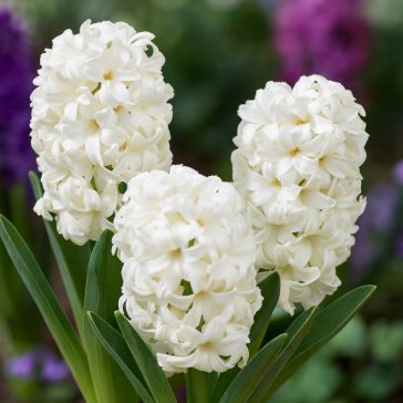 Korai hajtatású jácint ‘White Pearl’ - 3 db/csomag