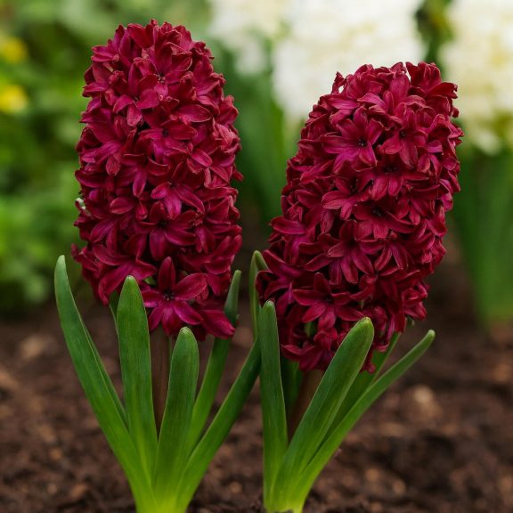 Korai hajtatású jácint ‘Woodstock’ - 3 db/csomag