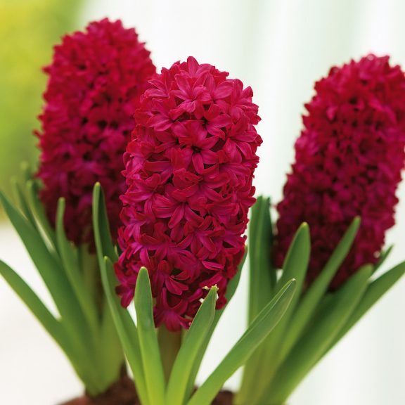 Korai hajtatású jácint ‘Woodstock’ - 3 db/csomag