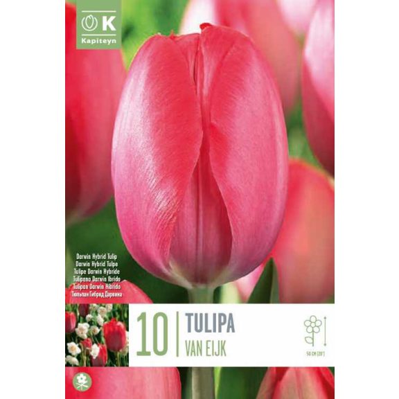 Darwin-hibrid tulipán ‘Van Eijk’ - 10 db/csomag