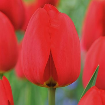 Darwin-hibrid tulipán ‘Red Van Eijk’ - 10 db/csomag