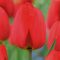 Darwin-hibrid tulipán ‘Red Van Eijk’ - 10 db/csomag