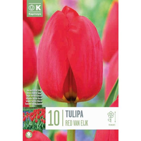 Darwin-hibrid tulipán ‘Red Van Eijk’ - 10 db/csomag