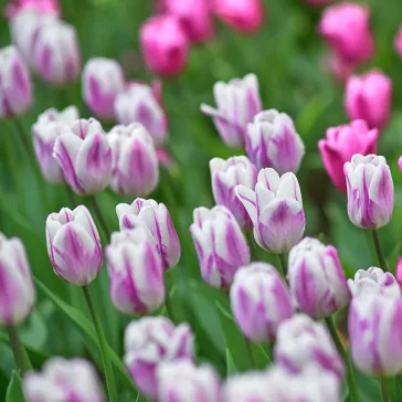 Triumph tulipán ‘Flaming Flag’ - 10 db/csomag