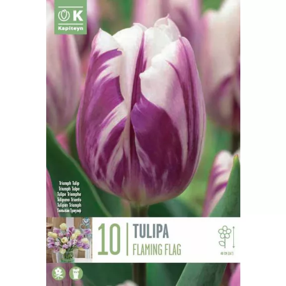 Triumph tulipán ‘Flaming Flag’ - 10 db/csomag