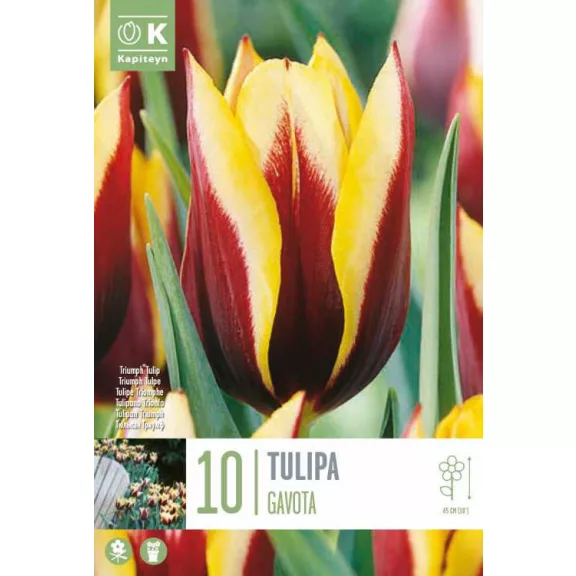 Triumph tulipán ‘Gavota’ - 10 db/csomag
