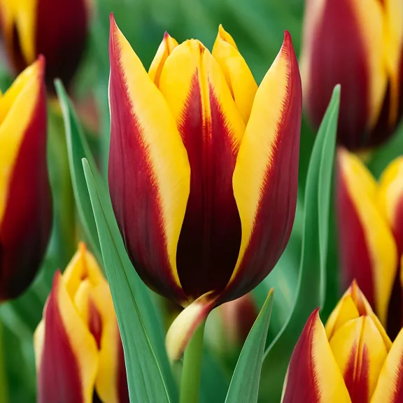 Triumph tulipán ‘Gavota’ - 10 db/csomag