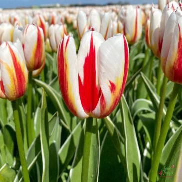 Triumph tulipán ‘Happy Generation’ - 10 db/csomag