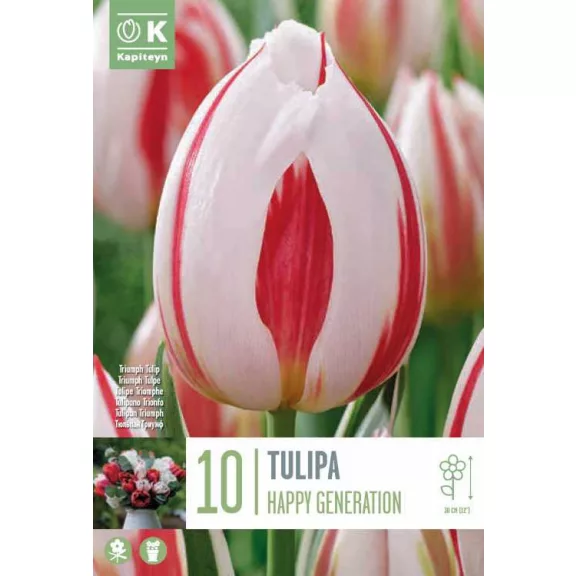 Triumph tulipán ‘Happy Generation’ - 10 db/csomag