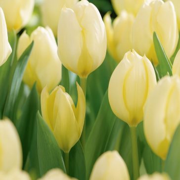   Fosteriana tulipán ‘Purissima’ (White Emperor) 10 db/csomag