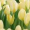 Fosteriana tulipán ‘Purissima’ (White Emperor) 10 db/csomag