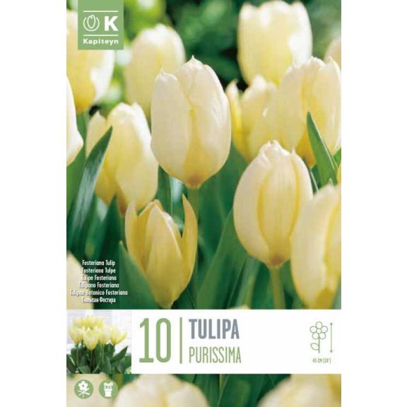 Fosteriana tulipán ‘Purissima’ (White Emperor) 10 db/csomag