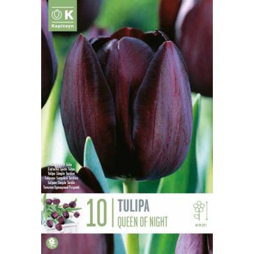   Késői egyszerű tulipán ‘Queen of Night’ - 10 db/csomag