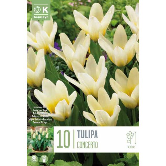 Fosteriana tulipán ‘Concerto’ - 10 db/csomag