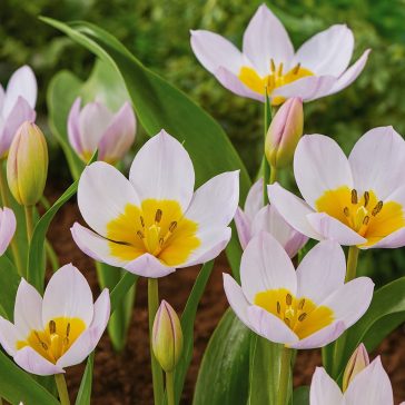 Botanikai tulipán ‘Bakeri Lilac Wonder’ - 15 db/csomag