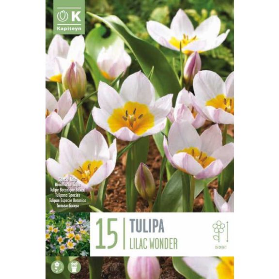 Botanikai tulipán ‘Bakeri Lilac Wonder’ - 15 db/csomag