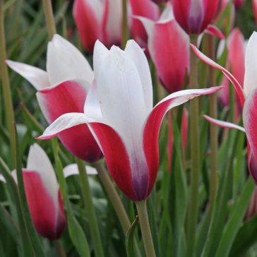   Botanikai tulipán ‘Clusiana Peppermint Stick’ - 6 db/csomag