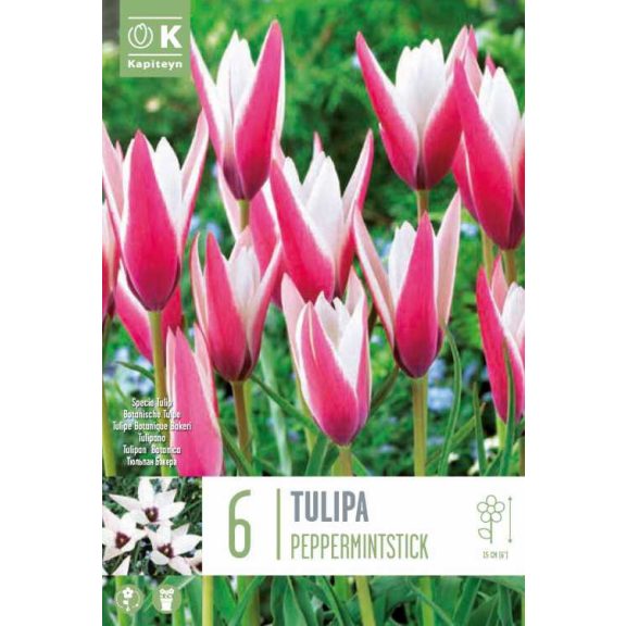 Botanikai tulipán ‘Clusiana Peppermint Stick’ - 6 db/csomag