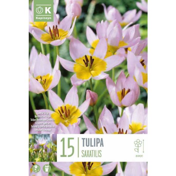 Botanikai tulipán ‘Saxatilis’ - 15 db/csomag