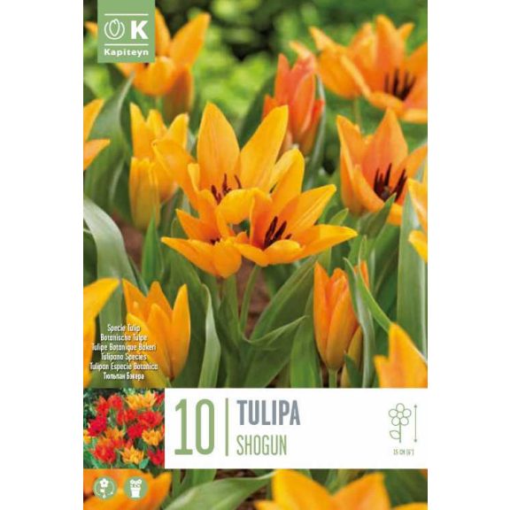 Botanikai tulipán ‘Praestans Shogun’ - 10 db/csomag