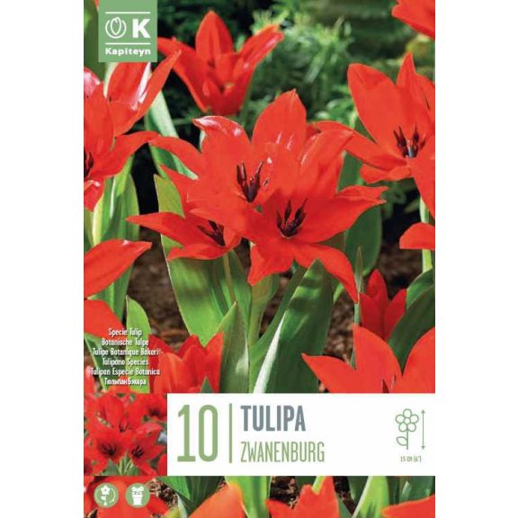 Botanikai tulipán ‘Zwanenburg’ - 10 db/csomag
