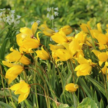   Botanikai tulipán ‘Sylvestris’ (erdei tulipán) 10 db/csomag