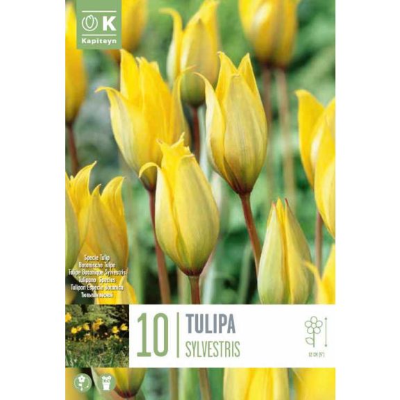 Botanikai tulipán ‘Sylvestris’ (erdei tulipán) 10 db/csomag