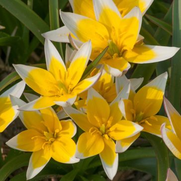 Botanikai tulipán ‘Tarda’ - 20 db/csomag