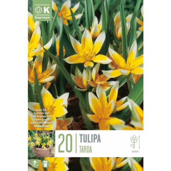 Botanikai tulipán ‘Tarda’ - 20 db/csomag
