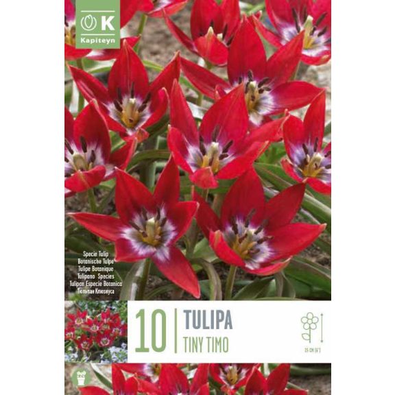 Botanikai tulipán ‘Tiny Timo’ - 10 db/csomag
