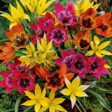   Botanikai tulipán vegyes színekben (Specie Mix) 15 db/csomag