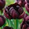Dupla tulipán ‘Black Hero’ - 8 db/csomag