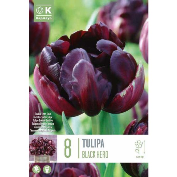 Dupla tulipán ‘Black Hero’ - 8 db/csomag