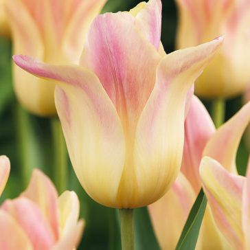 Liliomvirágú tulipán ‘Elegant Lady’ - 8 db/csomag