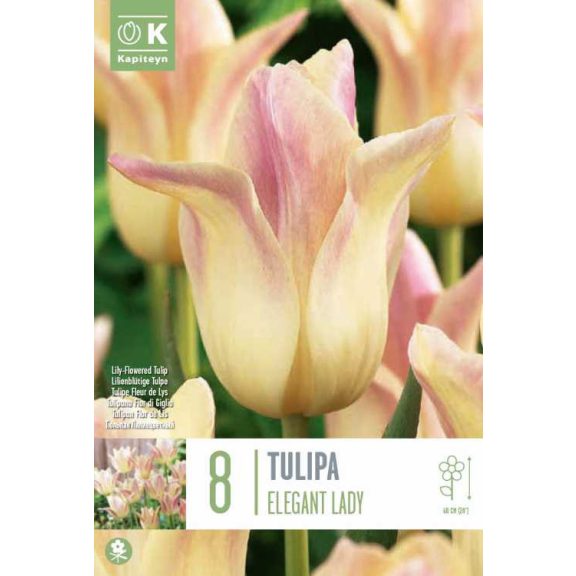 Liliomvirágú tulipán ‘Elegant Lady’ - 8 db/csomag