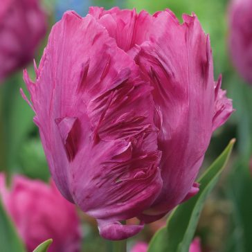 Papagáj tulipán ‘Parrot Prince’ - 6 db/csomag