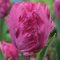 Papagáj tulipán ‘Parrot Prince’ - 6 db/csomag