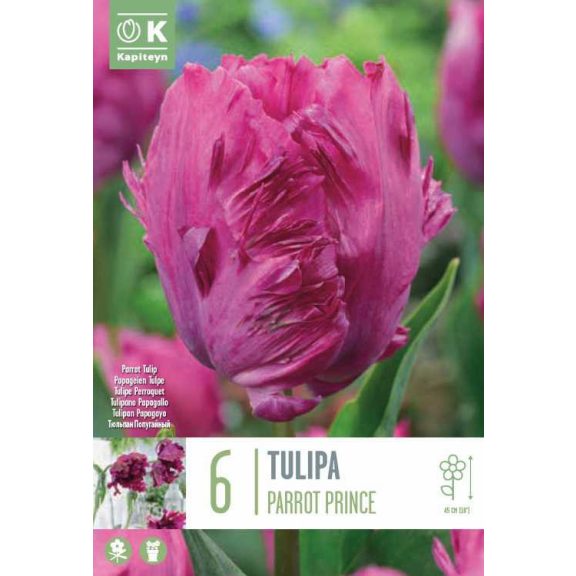 Papagáj tulipán ‘Parrot Prince’ - 6 db/csomag
