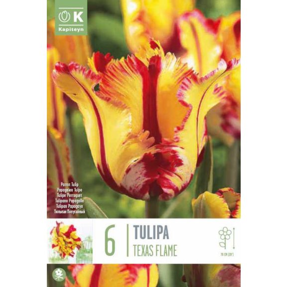 Papagáj tulipán ‘Texas Flame’ - 6 db/csomag