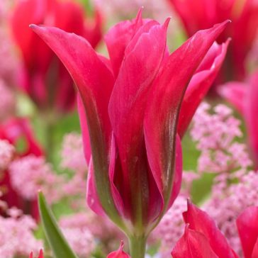 Viridiflora tulipán ‘Doll’s Minuet’ – 8 db/csomag